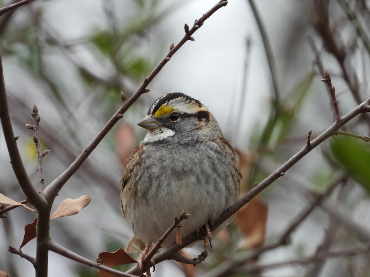 White-throated Sparrow - ML632179071