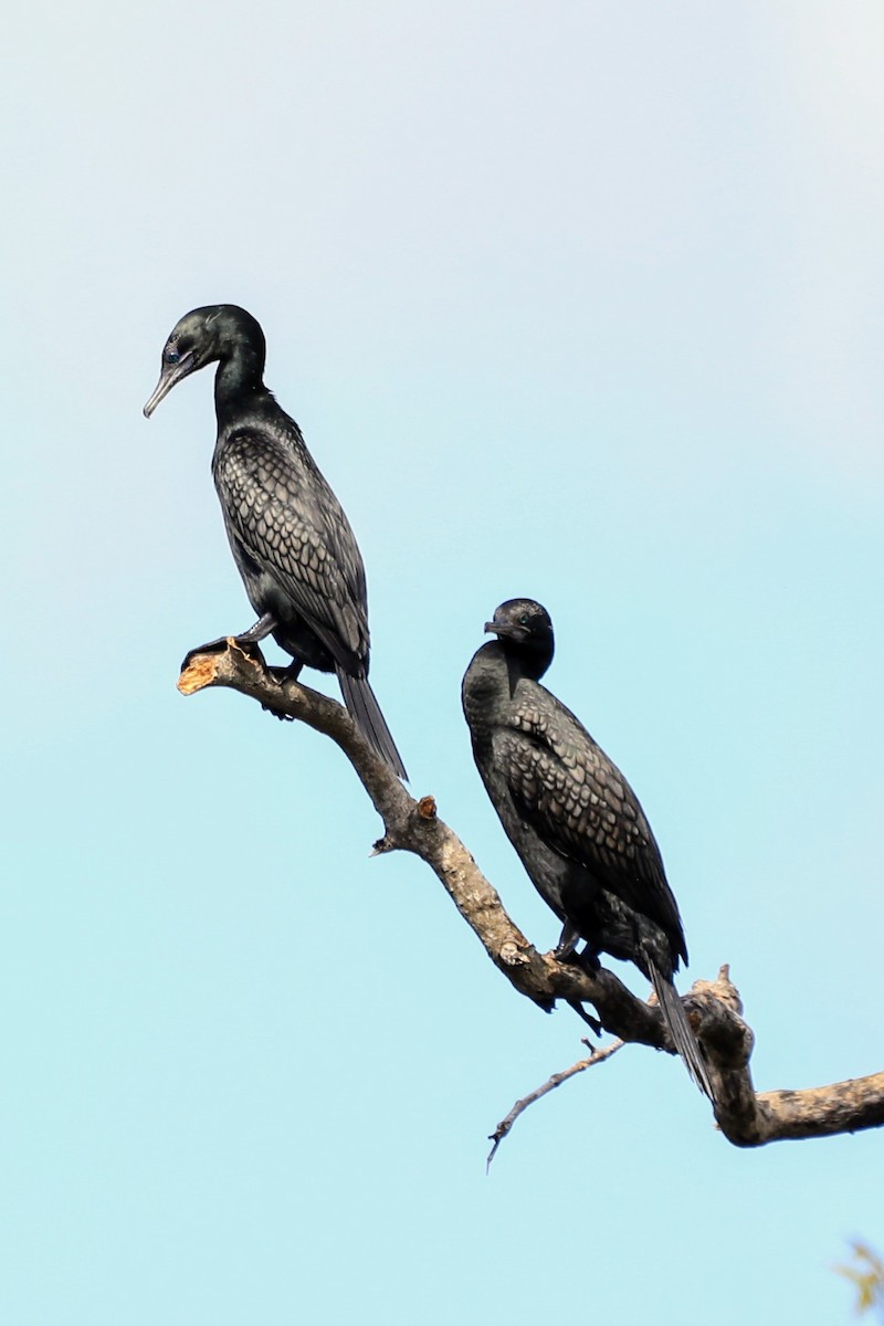 Little Black Cormorant - ML632179129