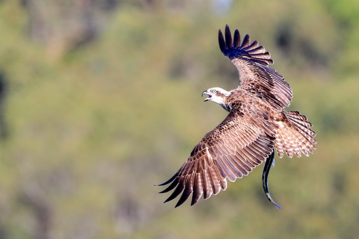 Osprey - ML632179167