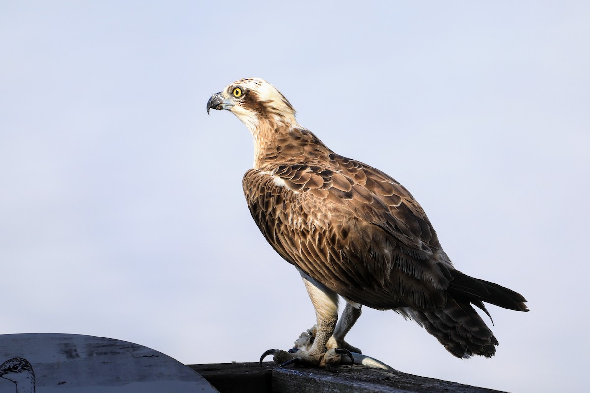 Osprey - ML632179179