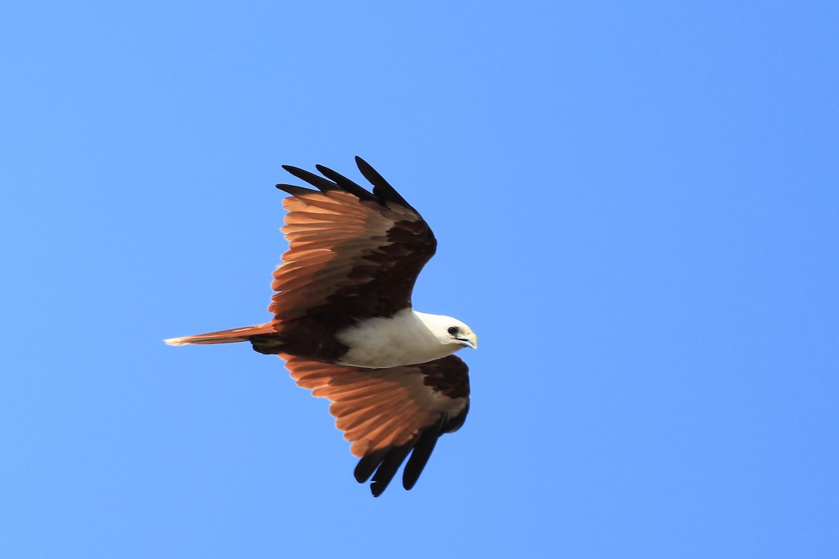 Brahminy Kite - ML632179191