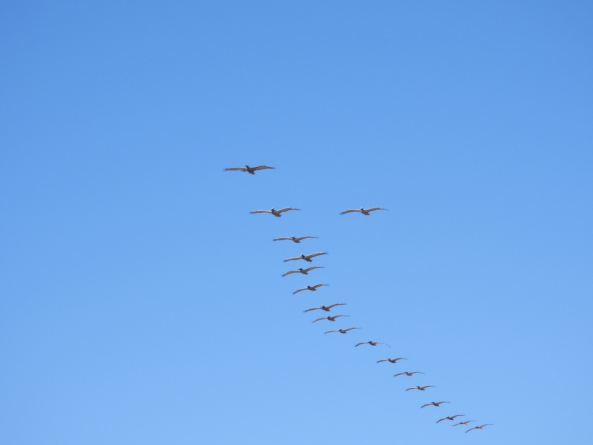 Brown Pelican - ML632179207