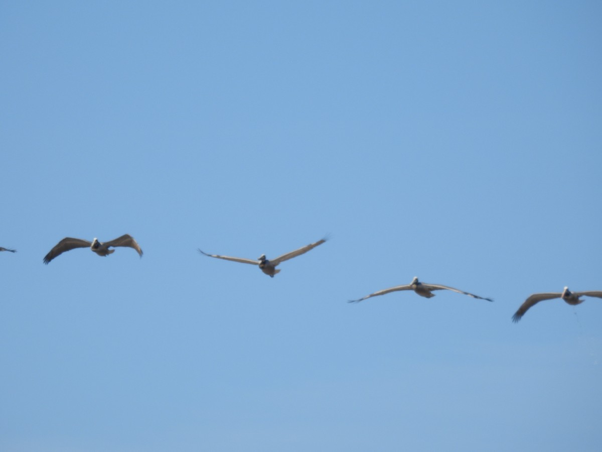 Brown Pelican - ML632179208