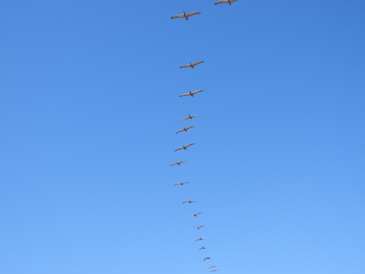 Brown Pelican - ML632179209