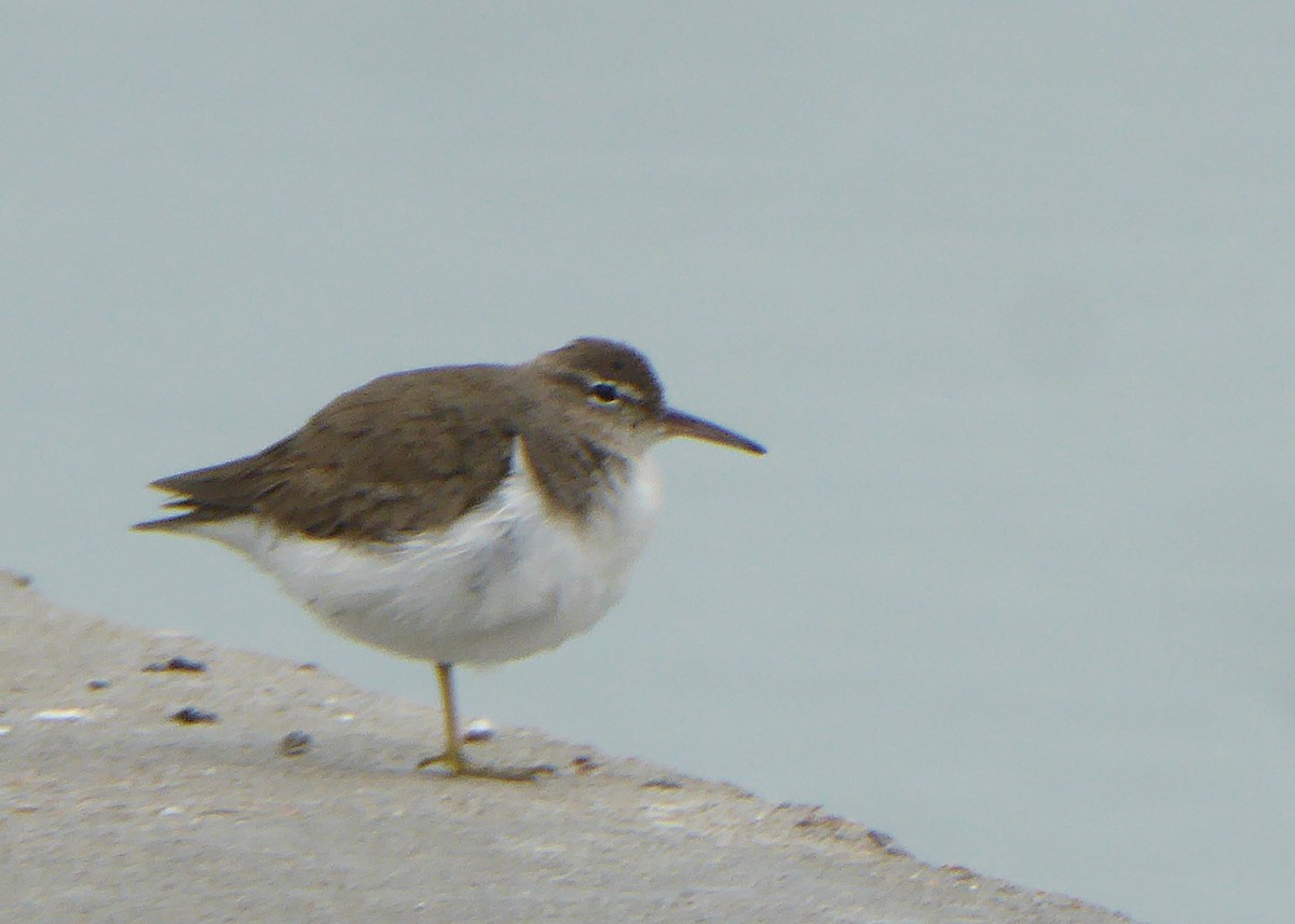 Spotted Sandpiper - ML632179282
