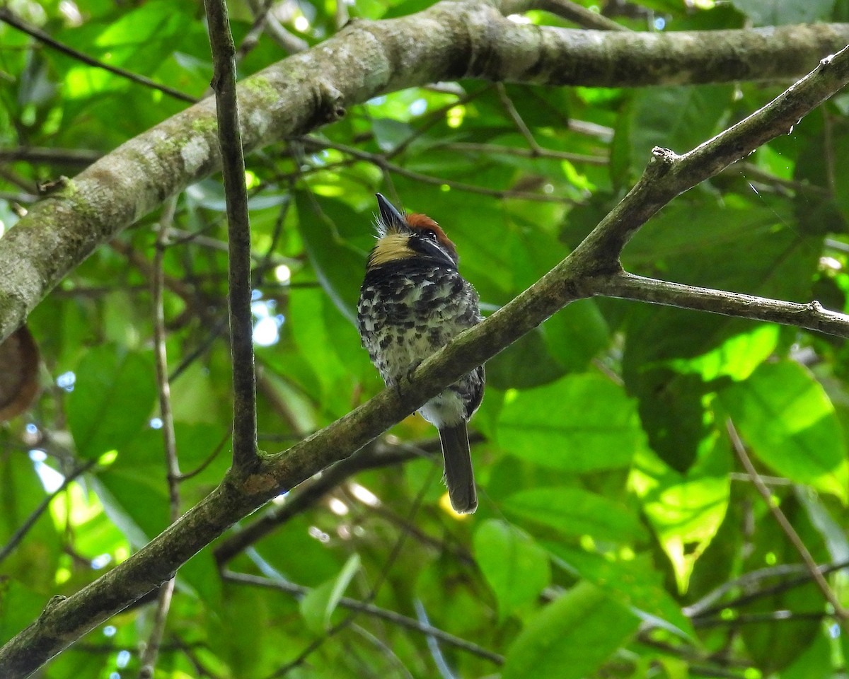 Spotted Puffbird - ML632179304