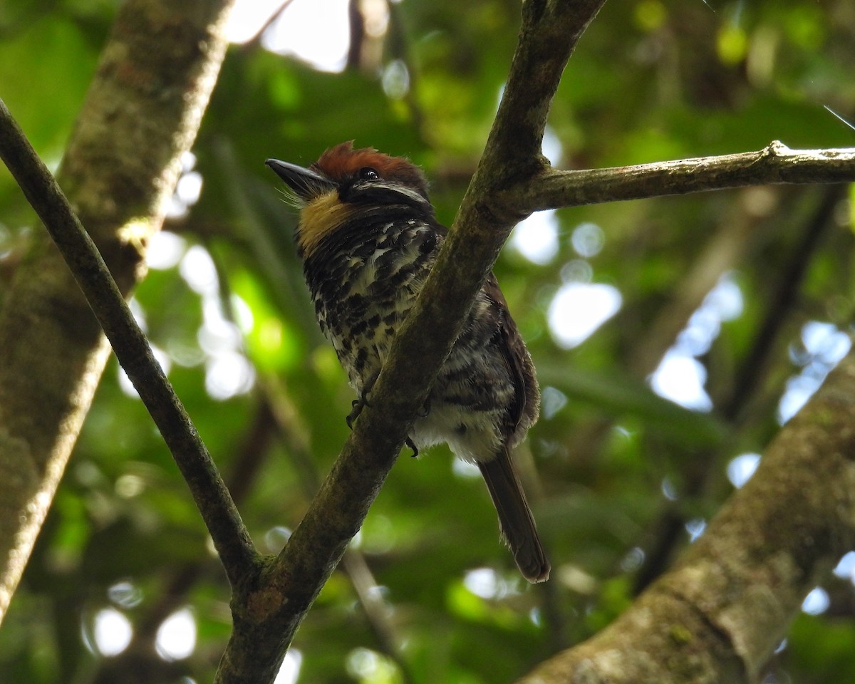 Spotted Puffbird - ML632179305