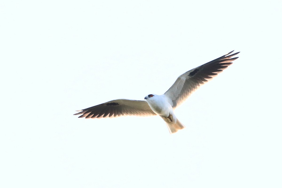 Black-shouldered Kite - ML632179324