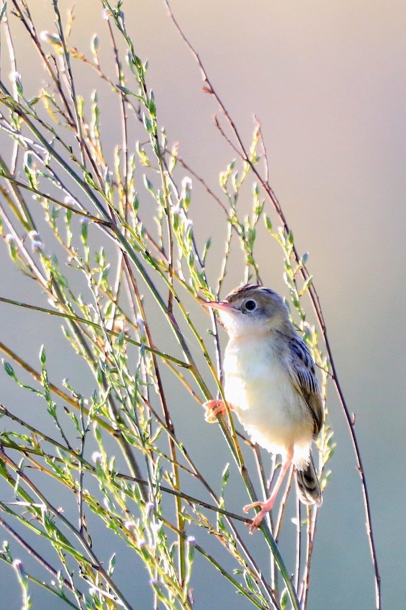 Golden-headed Cisticola - ML632179342