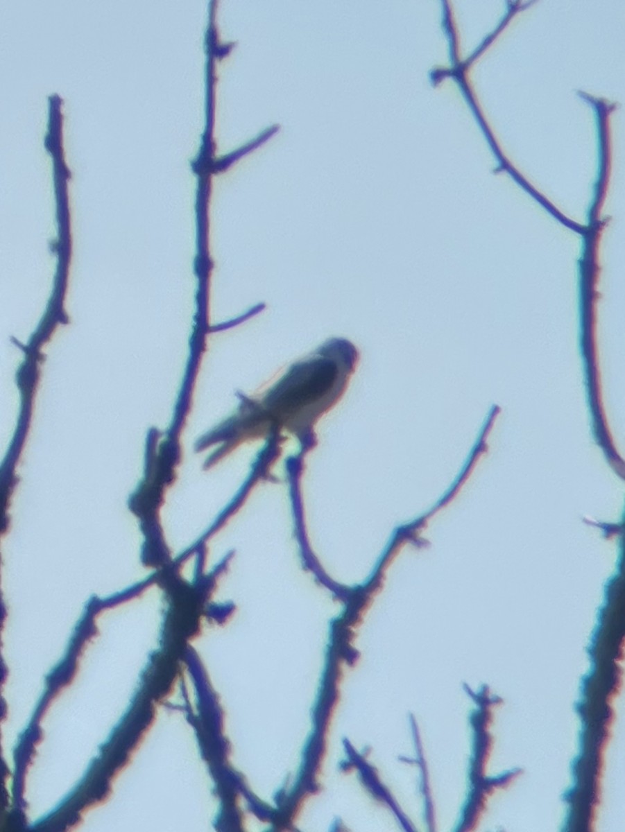 White-tailed Kite - Russell Campbell