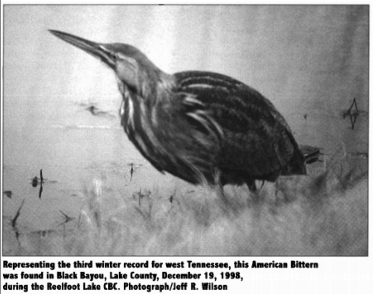 American Bittern - ML632179554