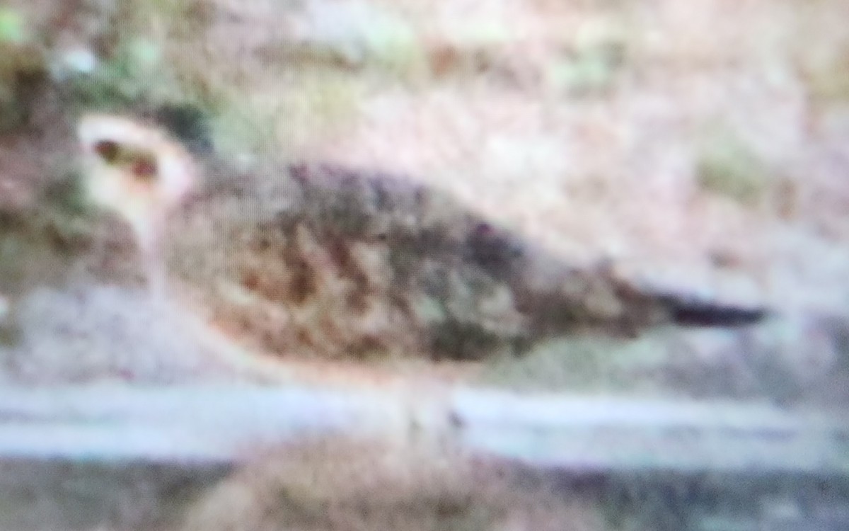 American Golden-Plover - ML632179601