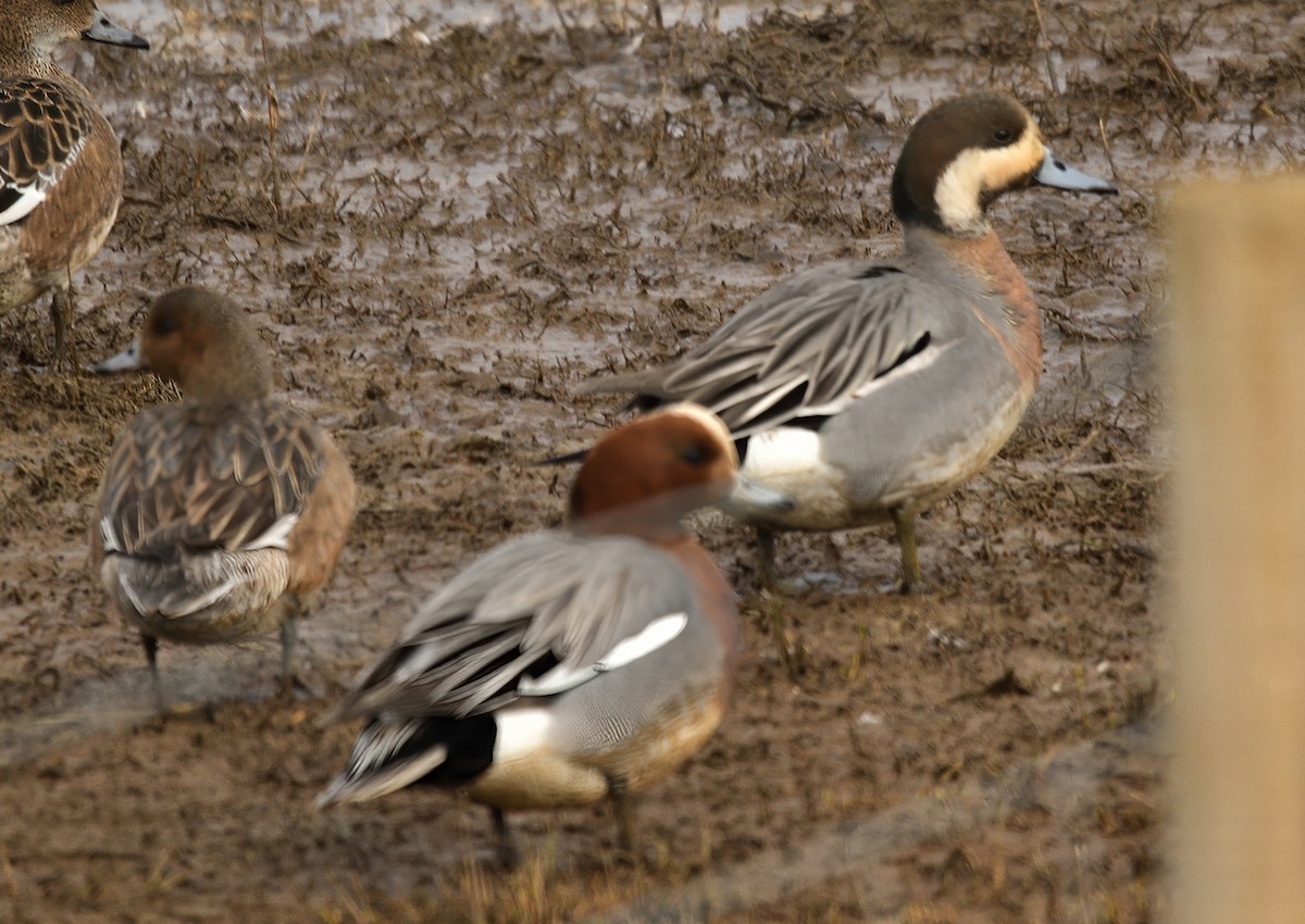 Зээрд алаг x Шовтгор алаг нугас (эрлийз) - ML632179611