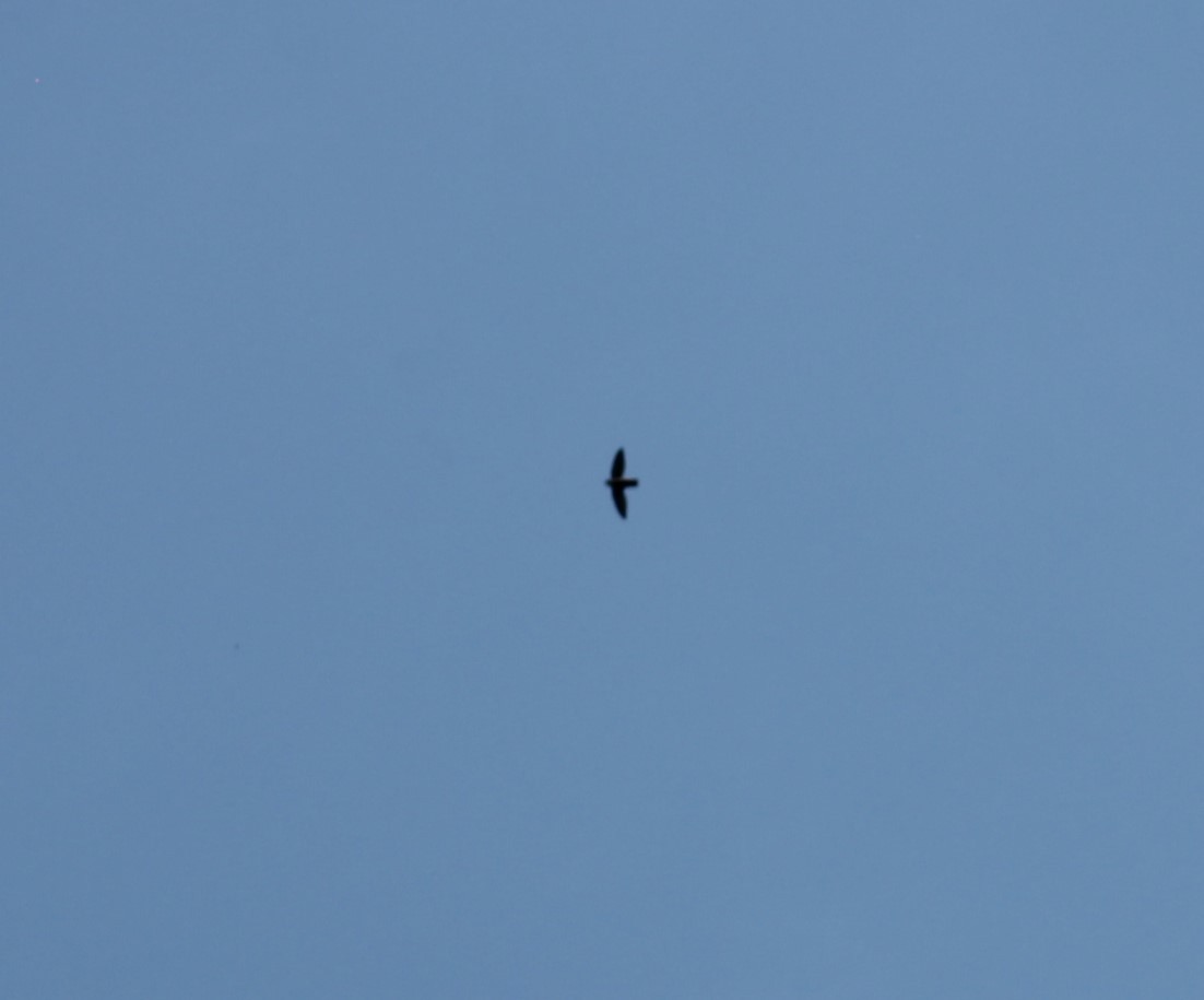 Chimney Swift - ML632179644