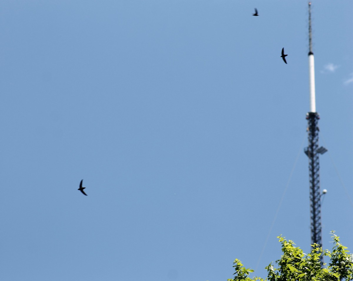 Chimney Swift - ML632179649