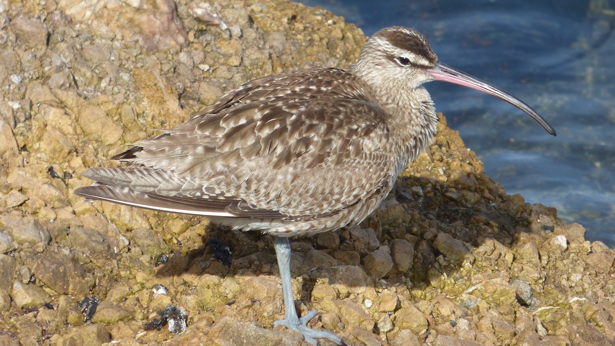 Whimbrel - ML632180106