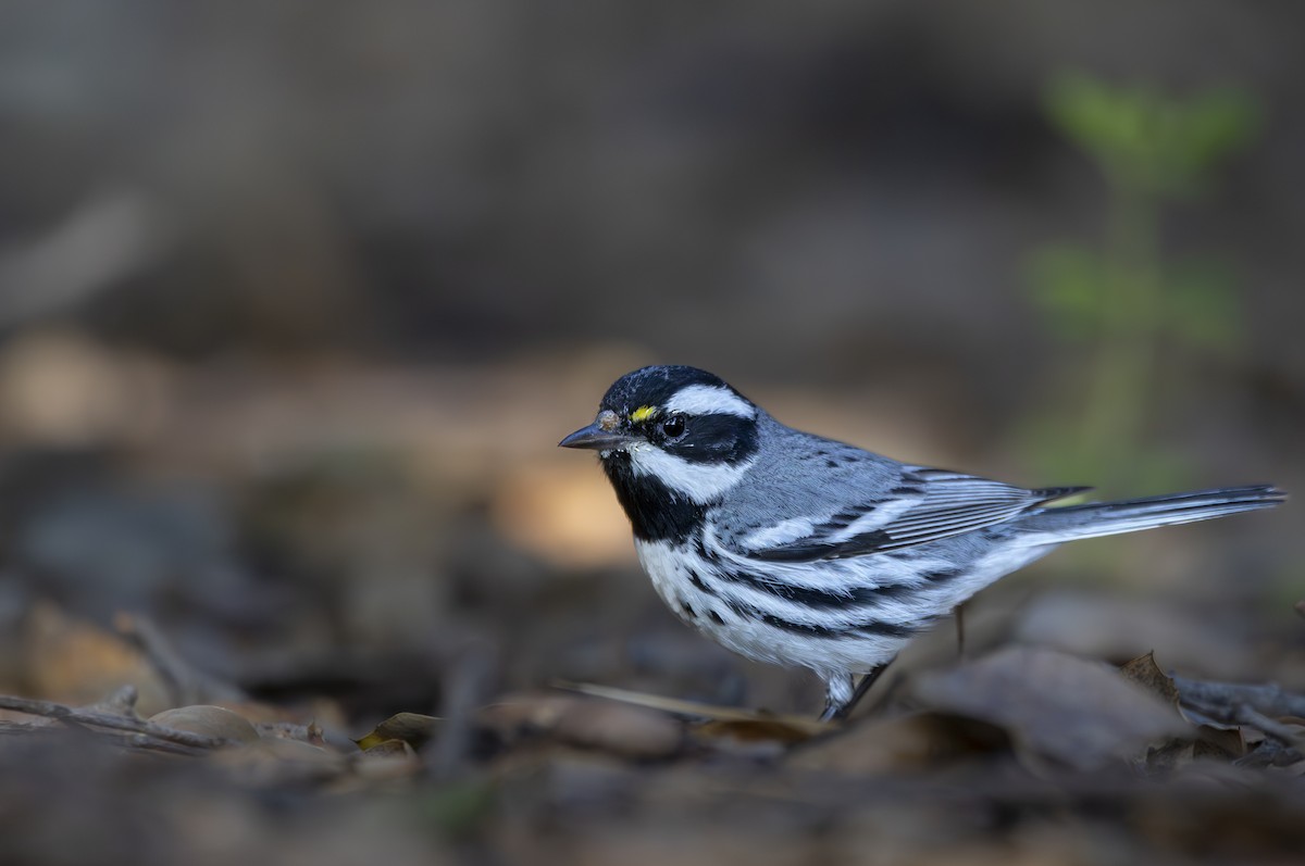 Black-throated Gray Warbler - ML632180188