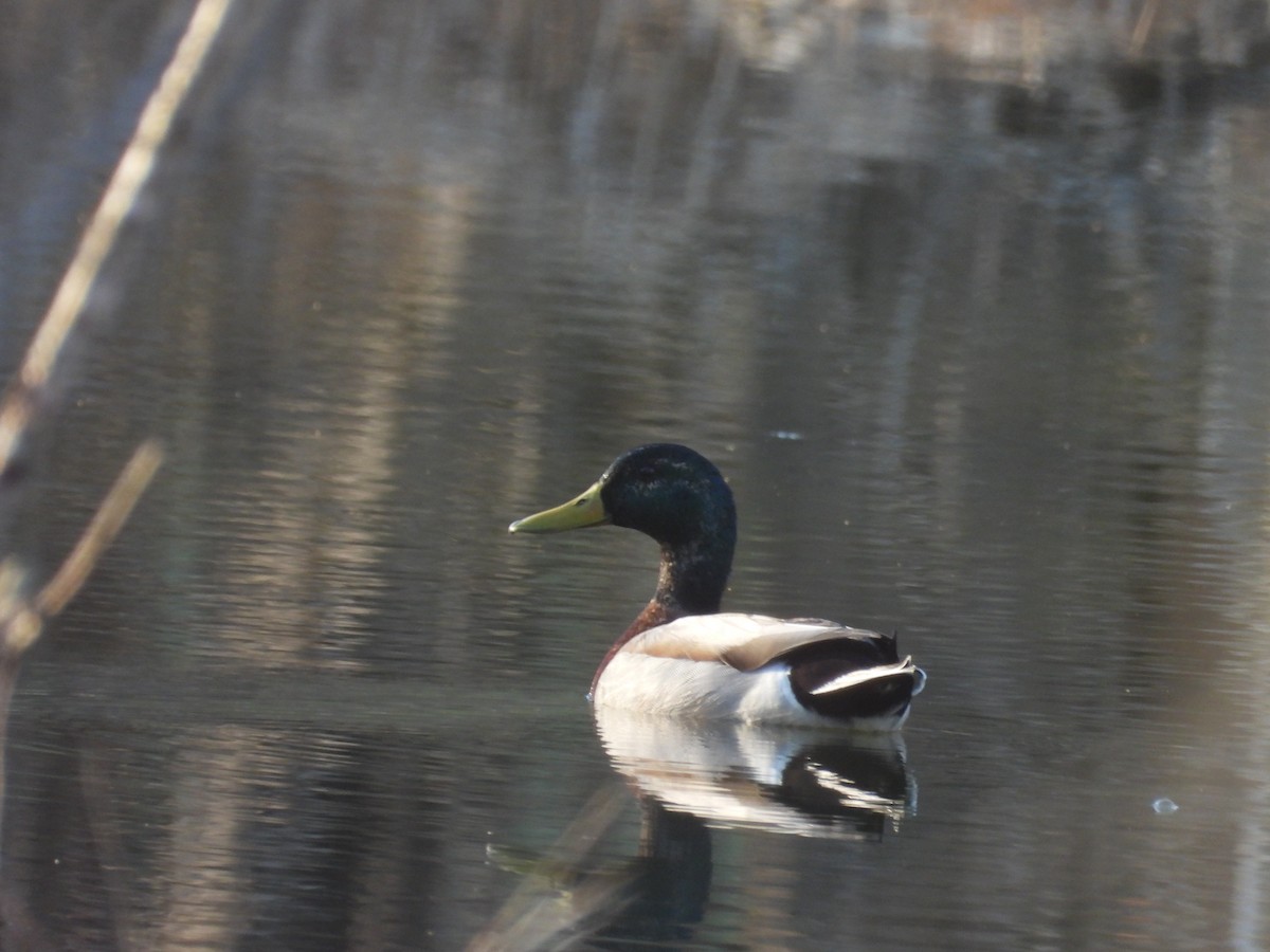 Mallard (Domestic type) - ML632180349