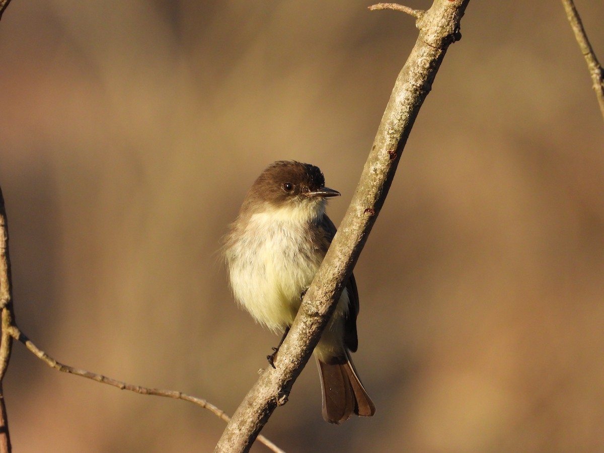 Eastern Phoebe - ML632180490