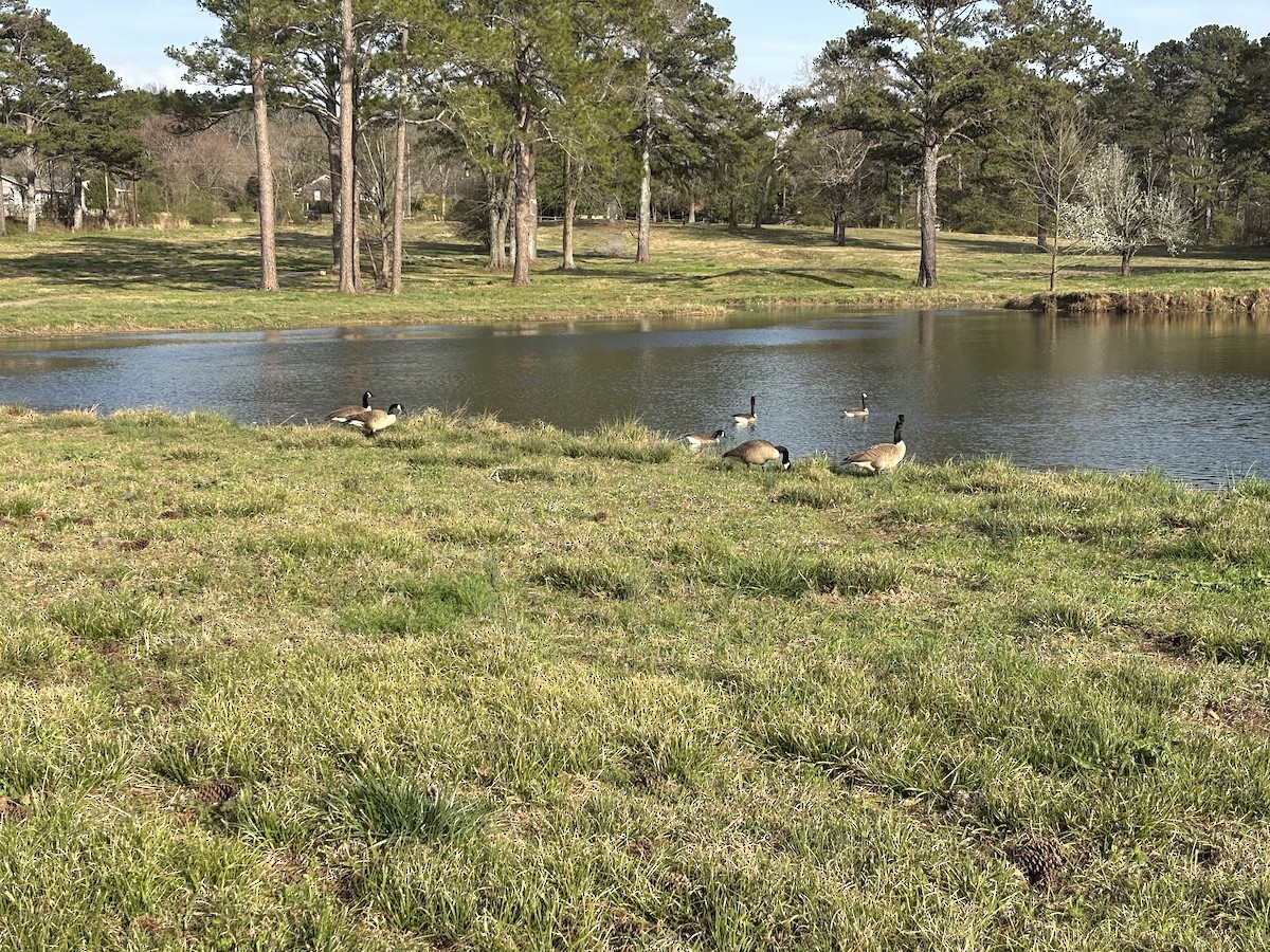 Canada Goose - ML632180556