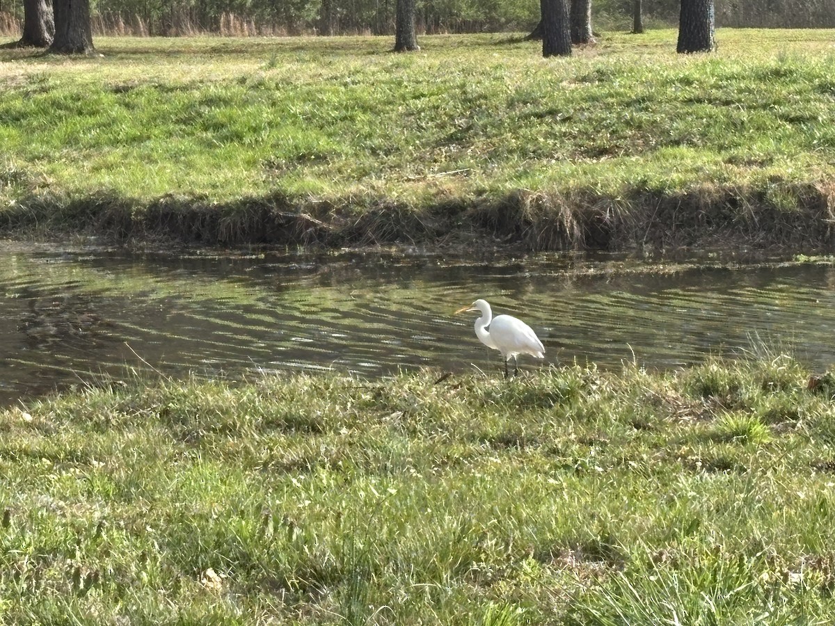 Great Egret - ML632180561