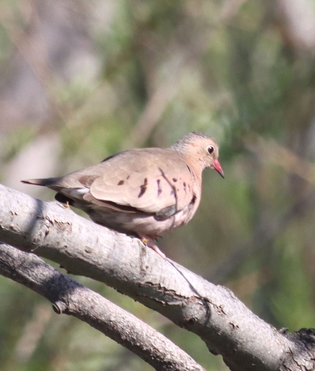 Common Ground Dove - ML632180591