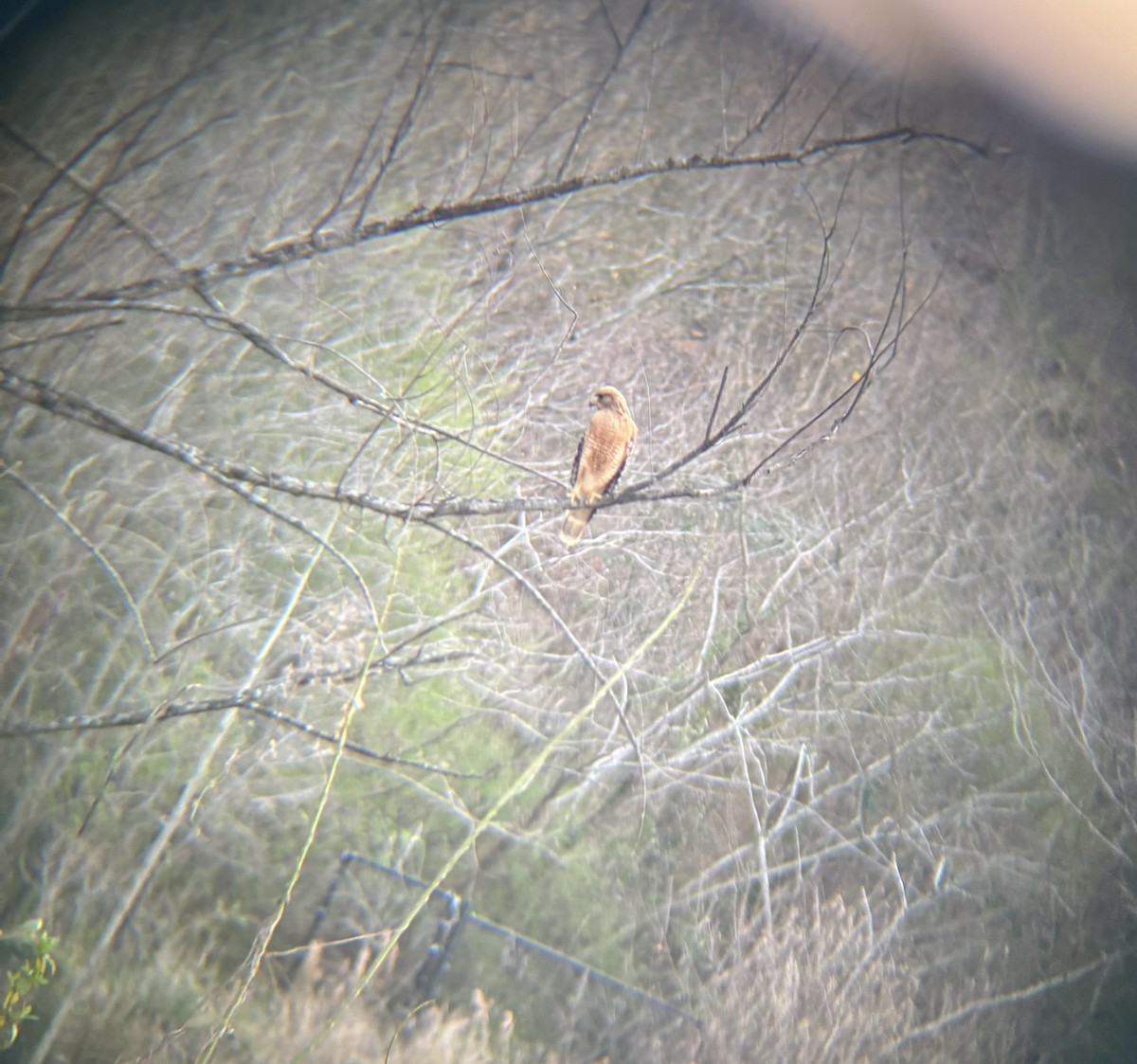 Red-shouldered Hawk - ML632180643