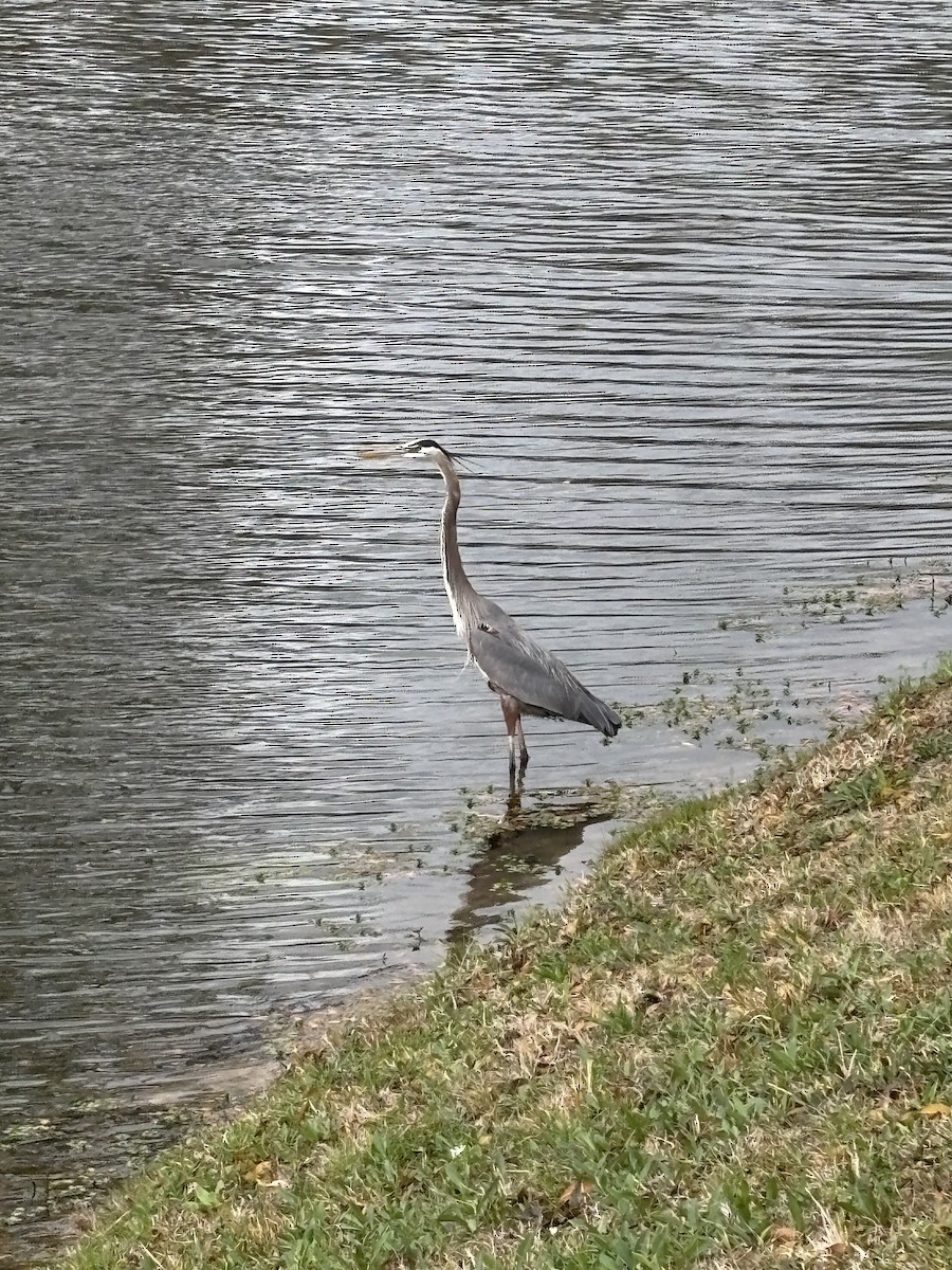 Great Blue Heron - ML632180654