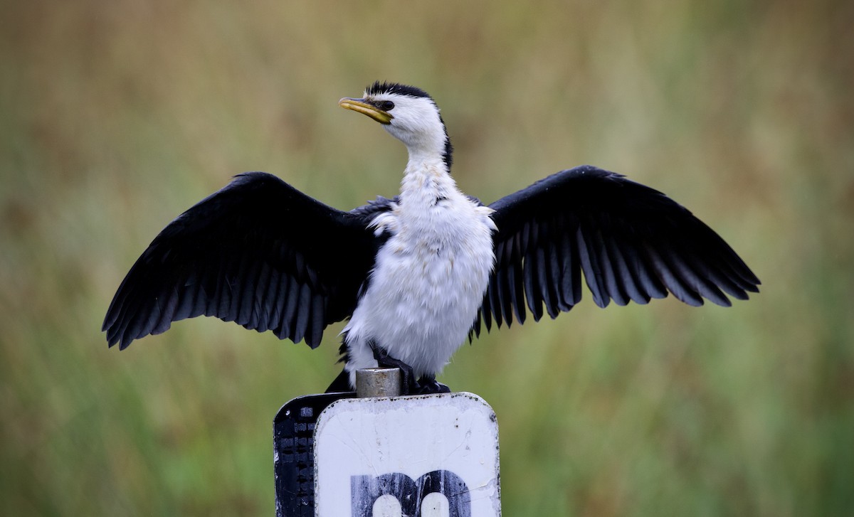 Little Pied Cormorant - ML632180977