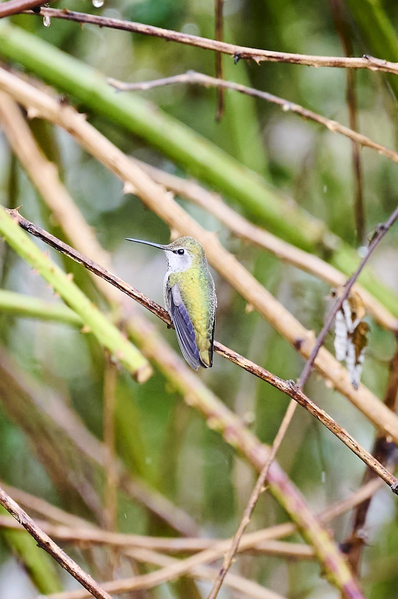 Anna's Hummingbird - ML632180980