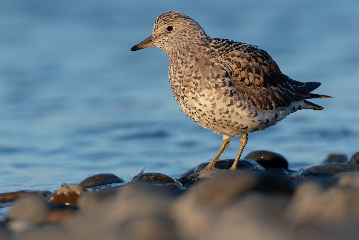 Surfbird - ML632180986