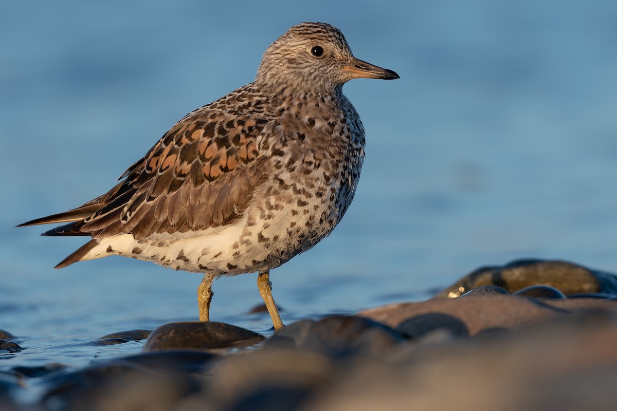 Surfbird - ML632180998