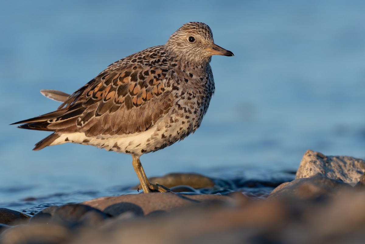 Surfbird - ML632180999
