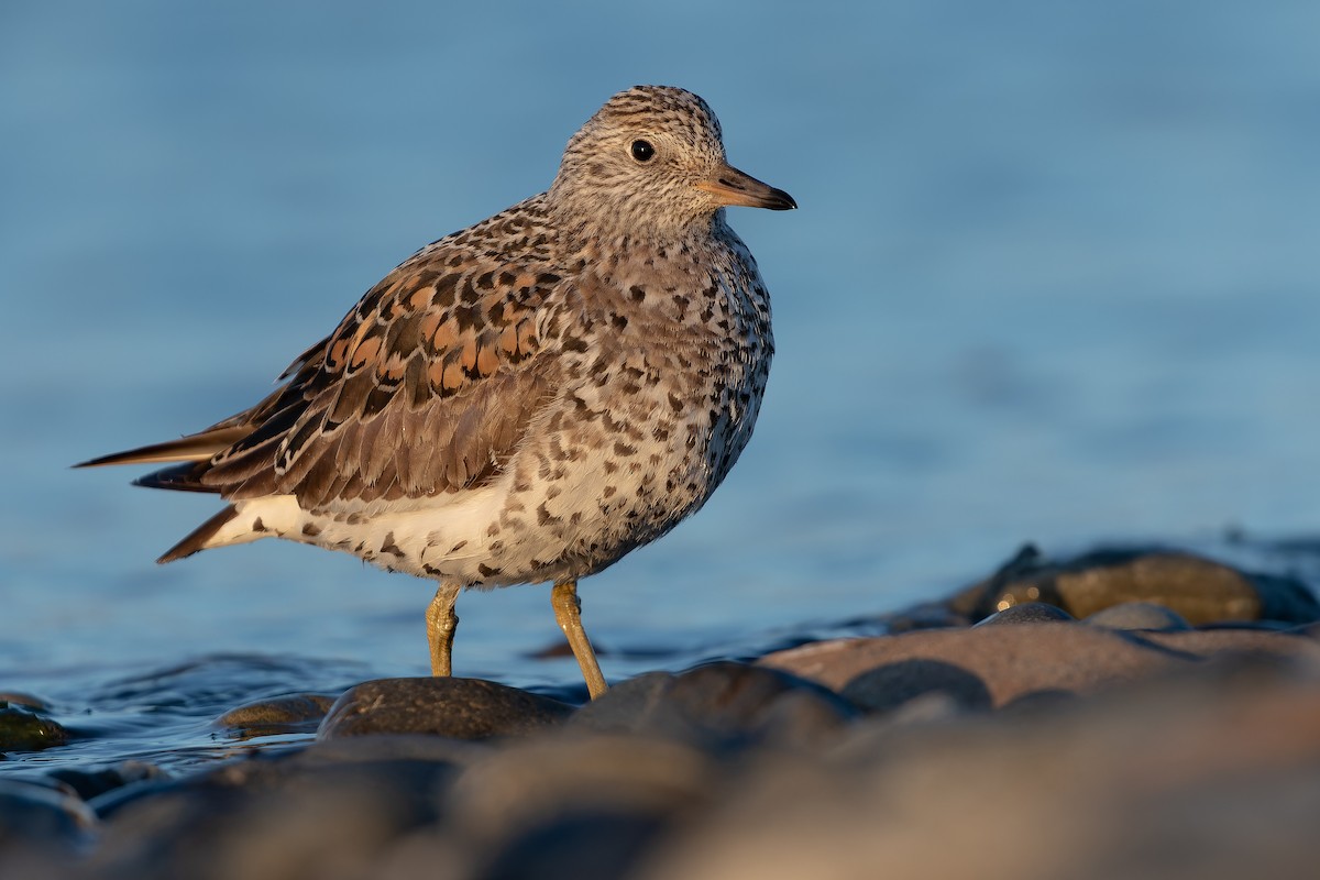 Surfbird - ML632181000