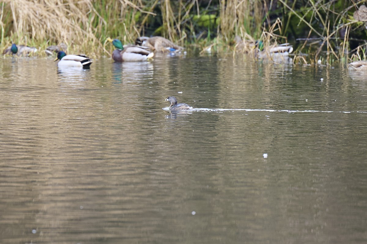 Pied-billed Grebe - ML632181005