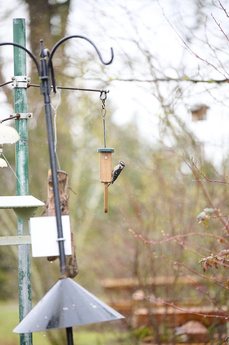 Downy Woodpecker - ML632181006