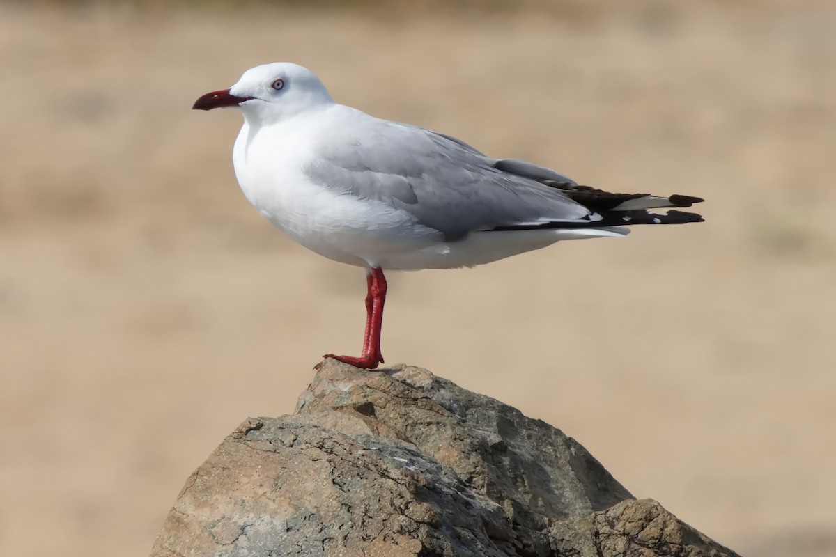 Silver Gull - ML632181066