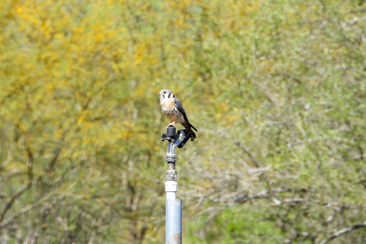 Боривітер американський - ML632181072