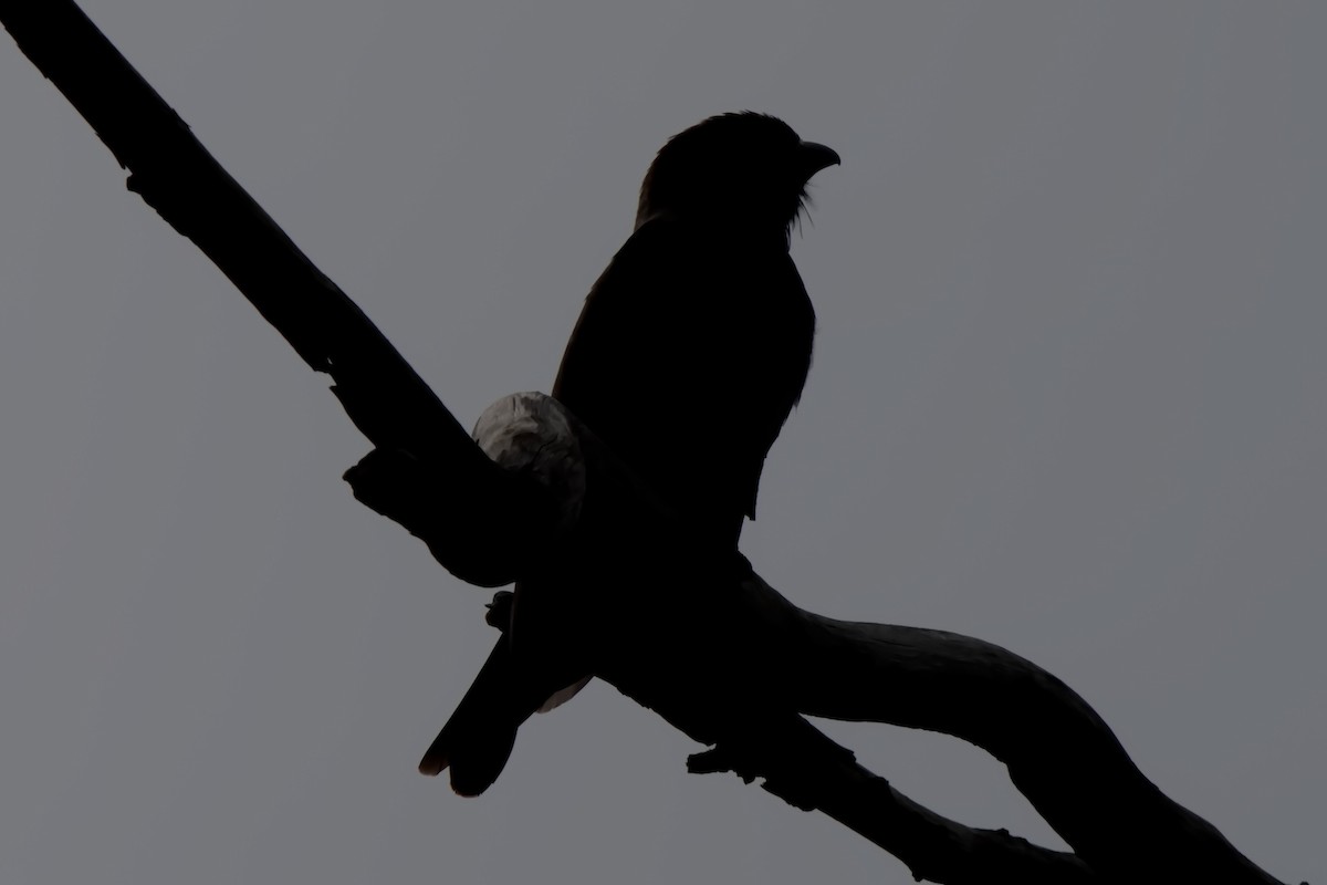 Dollarbird - ML632181074