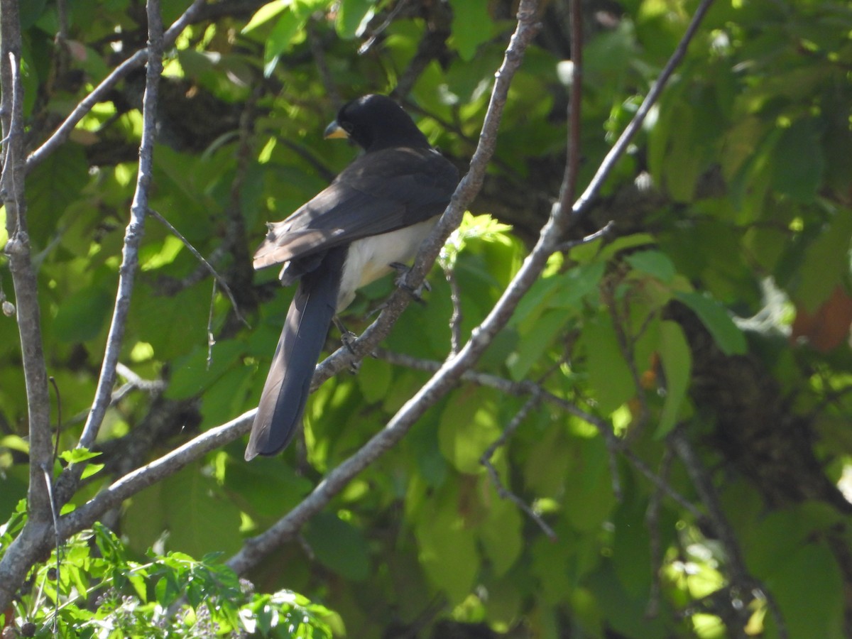 Пая бура - ML632181088