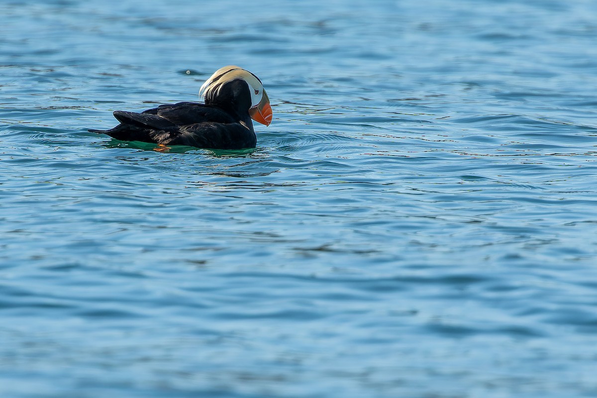 Tufted Puffin - ML632181092