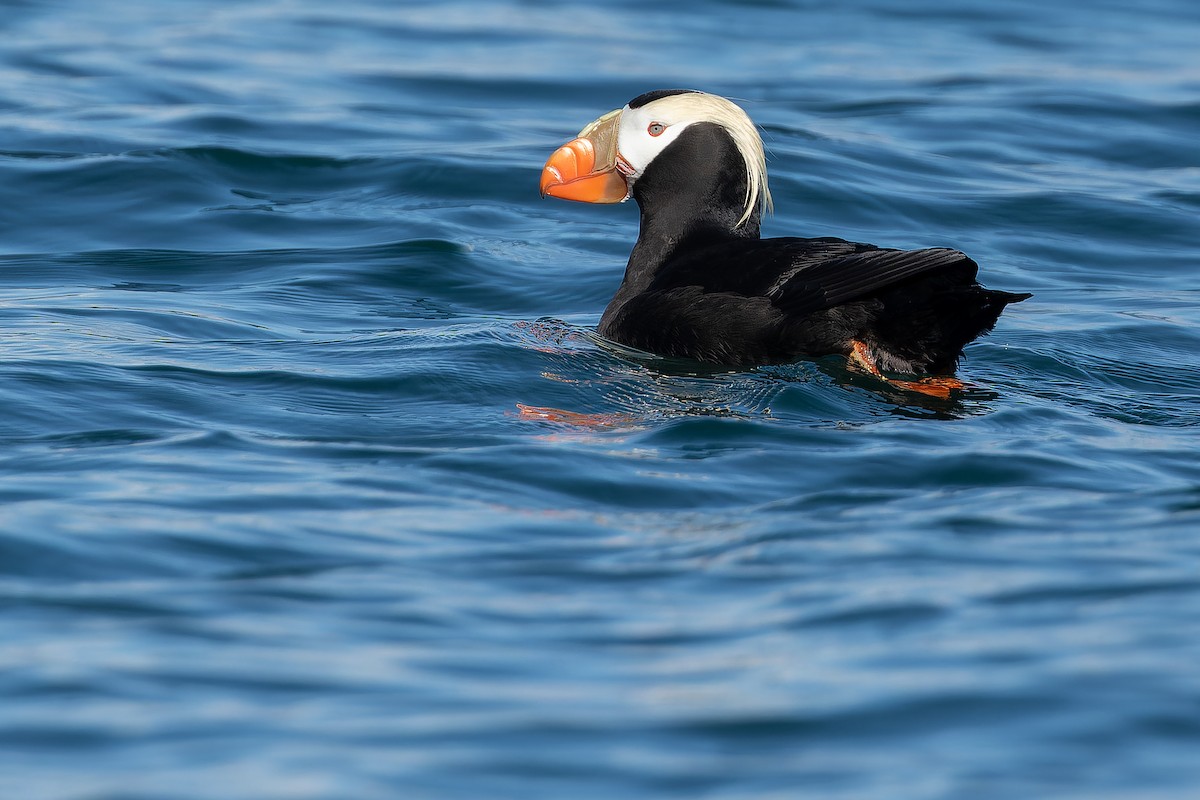 Tufted Puffin - ML632181127