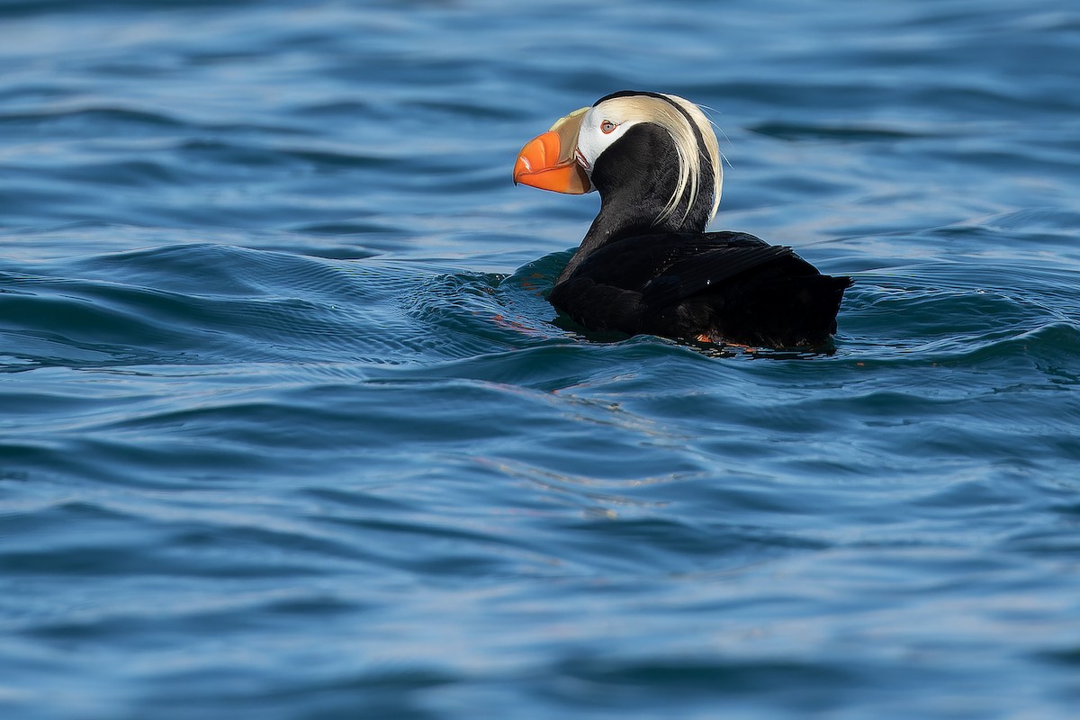 Tufted Puffin - ML632181128