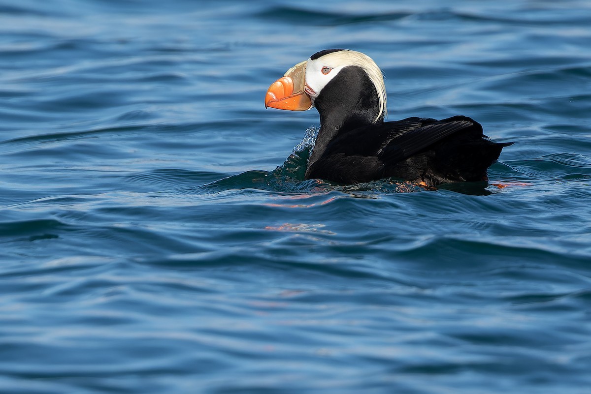Tufted Puffin - ML632181129
