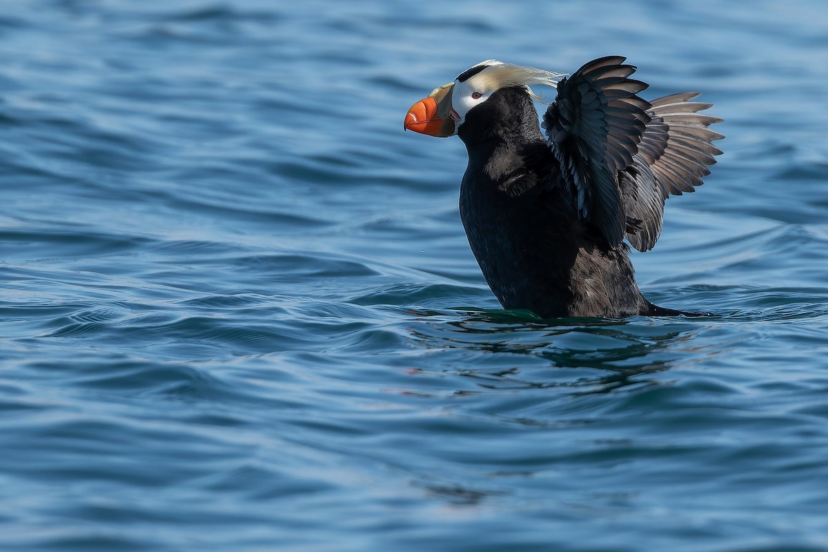 Tufted Puffin - ML632181130