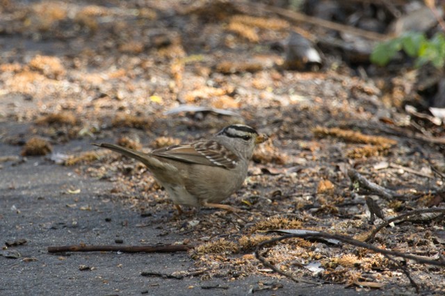 White-crowned Sparrow - ML632181201