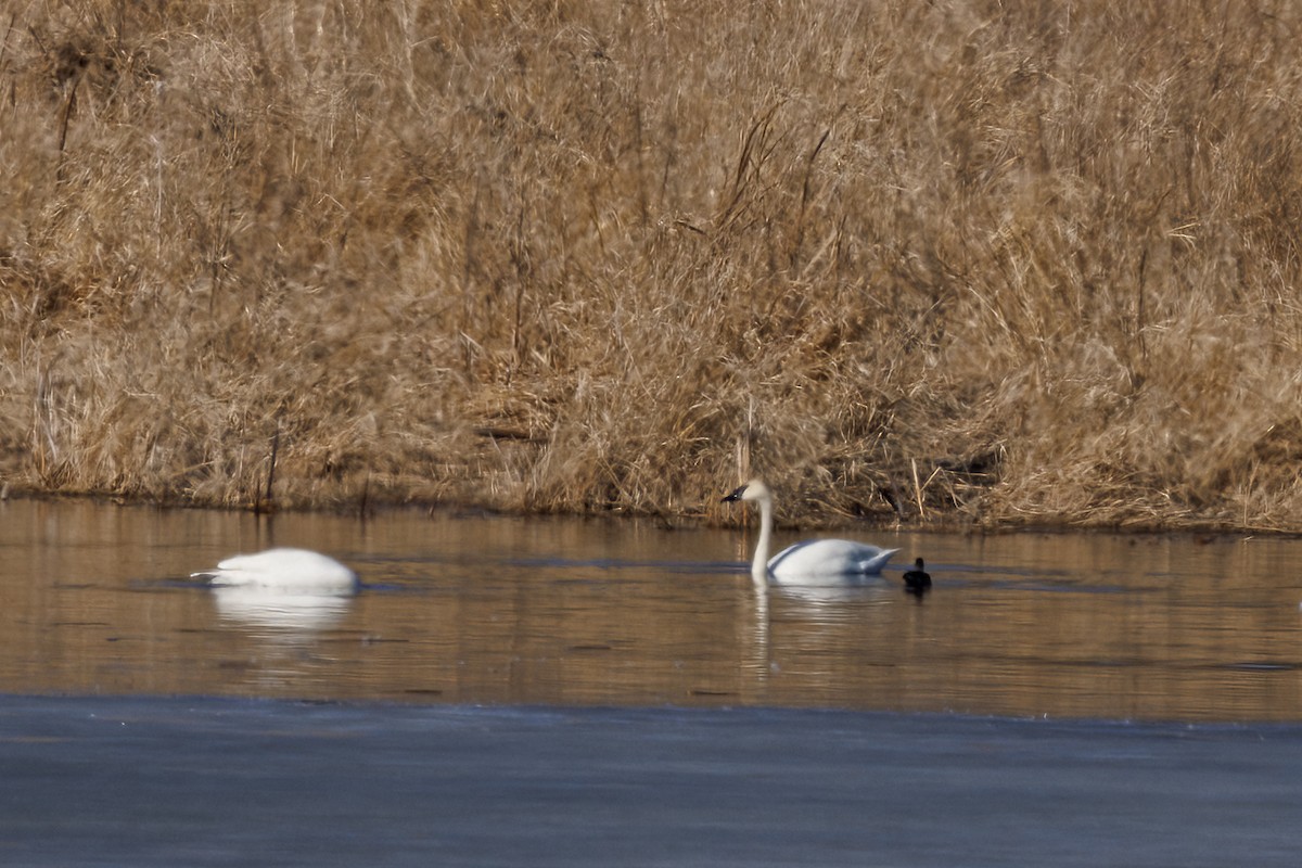 Trumpeter Swan - ML632181268