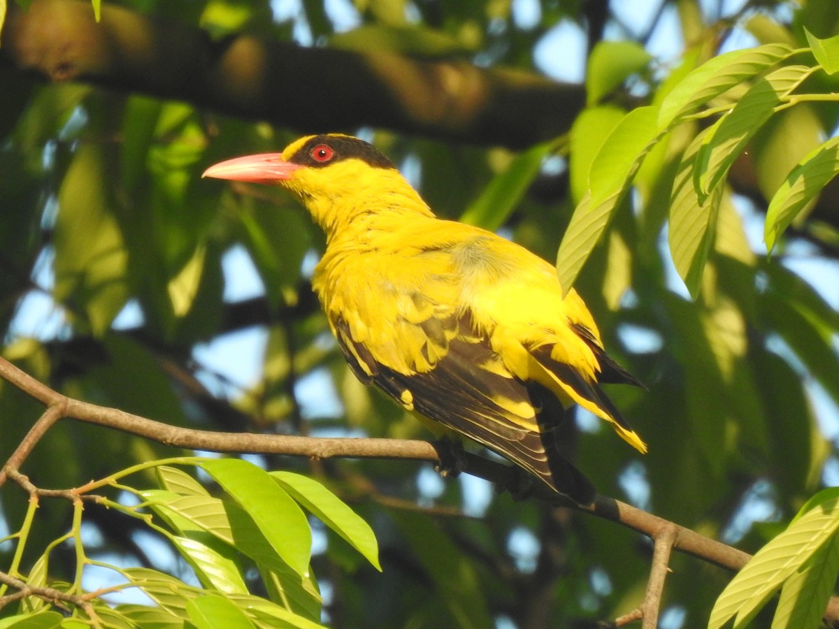 Black-naped Oriole - ML632181301