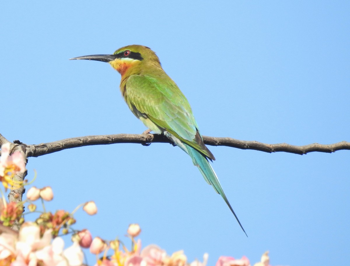 Blue-tailed Bee-eater - ML632181308