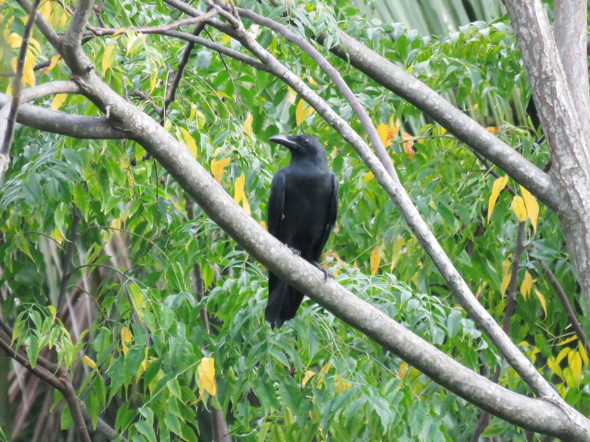 Sulawesi Crow - ML632181364